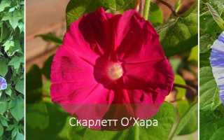 Ипомея пурпурная: посадка и уход. Ипомея пурпурная фото.